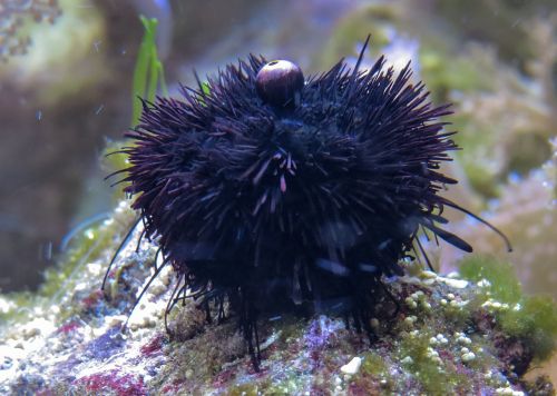 sea urchins sea sea animal