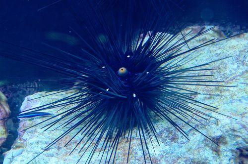 sea urchins sea animal aquarium