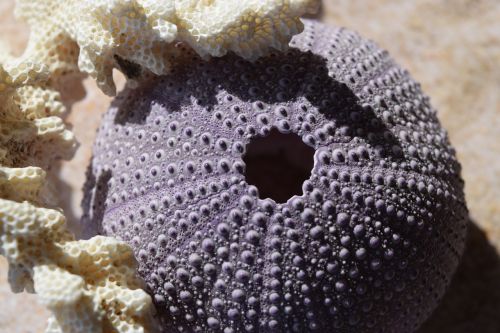sea urchins coral sea