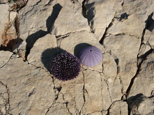 sea urchins sea croatia