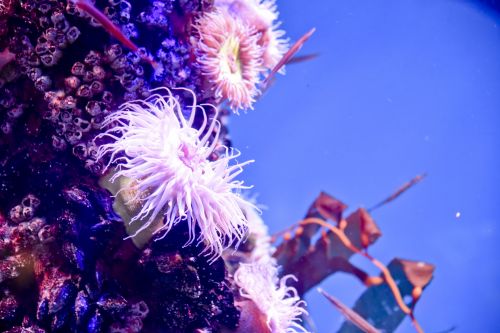 Sea Urchins And Starfish