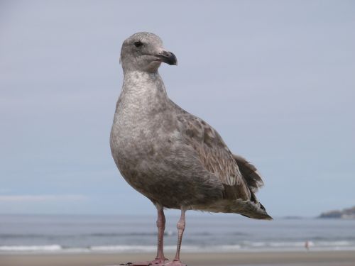 seabird beach seabirds