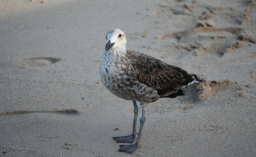 seabird  gull  juvenile