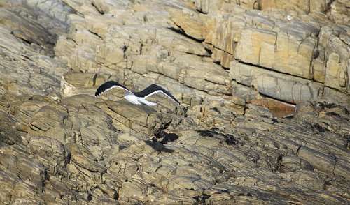 seabird  gull  rocks