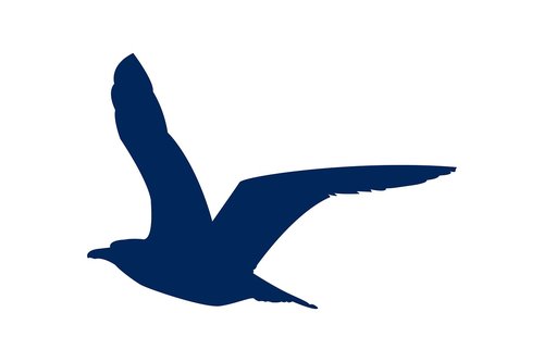 seabird  flying  bird
