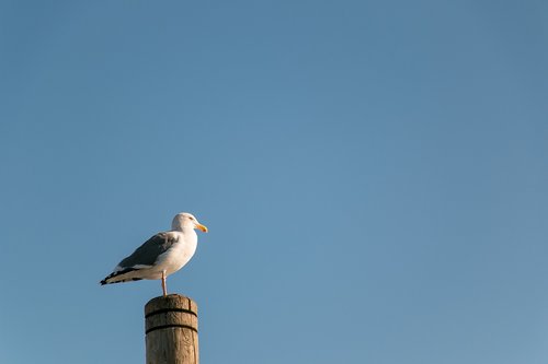 seabird  bird  seagull