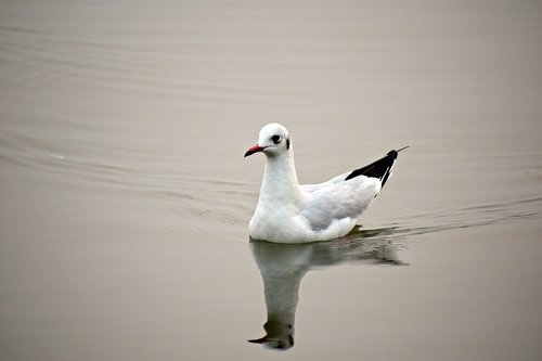 seabird  seagull  bird
