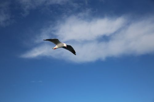 seabirds bird blue sky