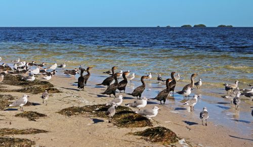 seabirds beach seagulls