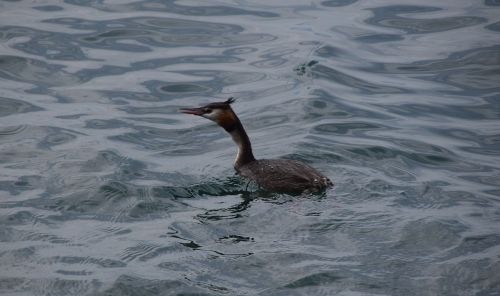 seabirds lake mountain