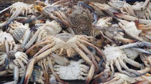 seafood crabs food