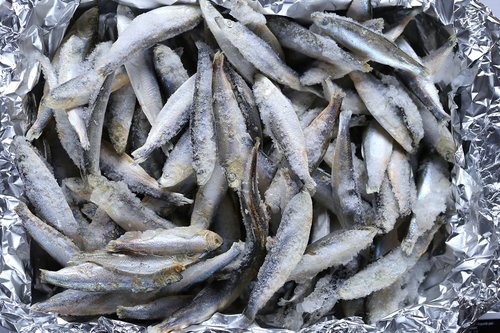 seafood  nature  fish