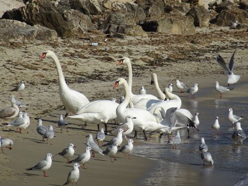 seagul bird sand