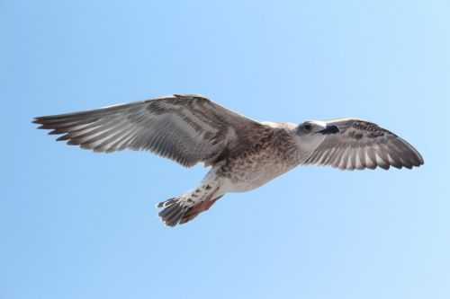 seagull sky wings