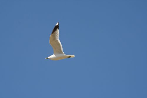 seagull bird nature