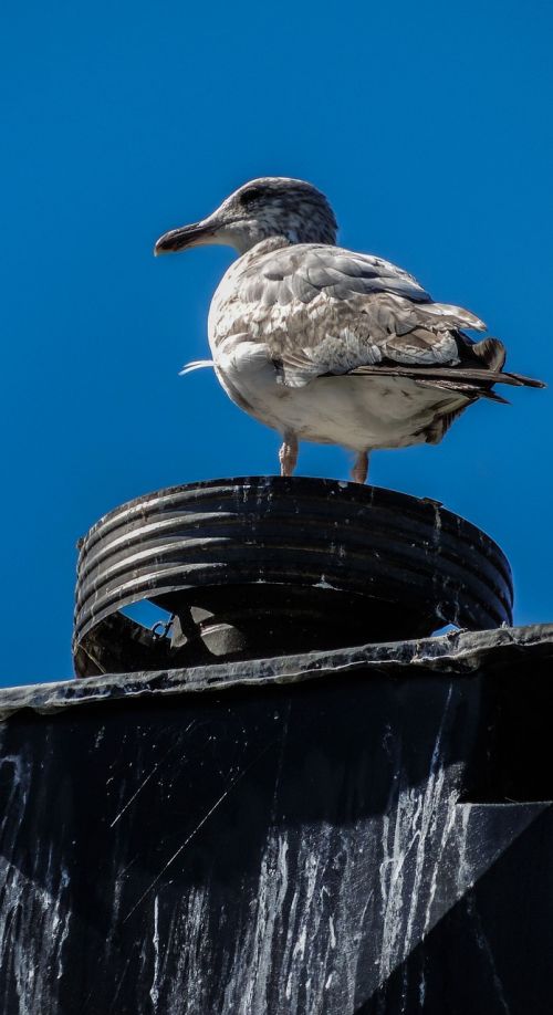 seagull bird nature