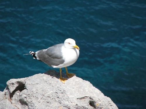 seagull water bird