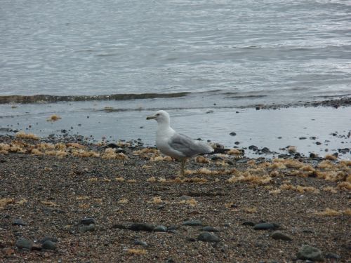 seagull beach water