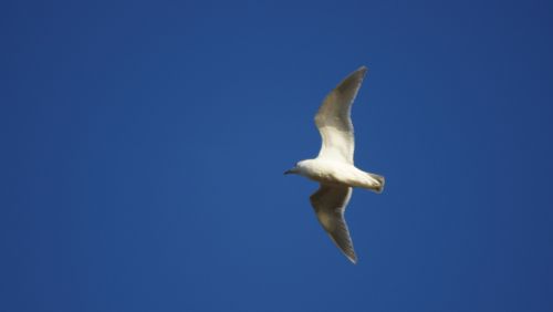 seagull blue sky bird