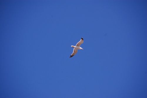 seagull bird flight