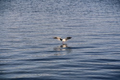 seagull water water bird