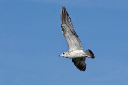 seagull ring-billed feather