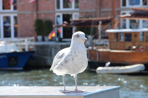 seagull bird plumage