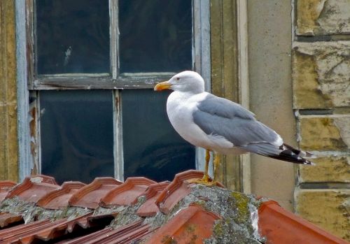 seagull window roofs