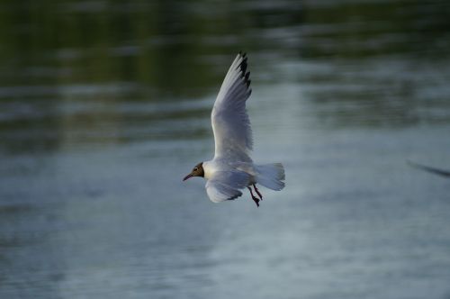 seagull bird freedom