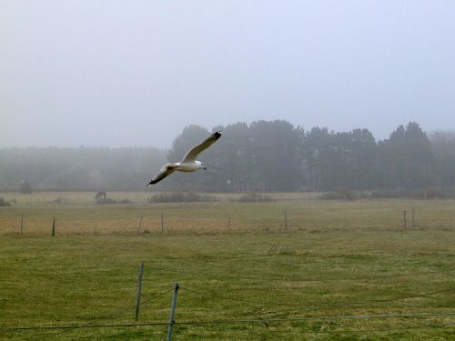 seagull bird fly