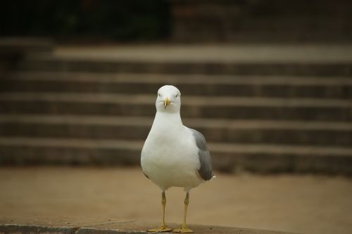 seagull ave bird