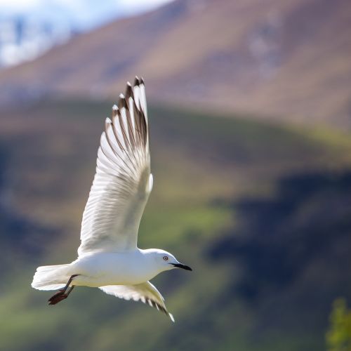 seagull flying bird flying