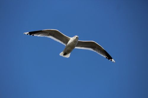 seagull bird flying