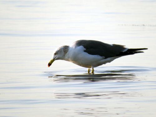 seagull sea birds the gull on the sea