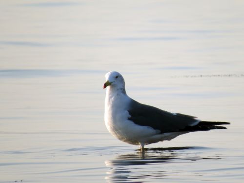 seagull sea birds the gull on the sea