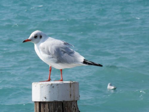 seagull bird water bird