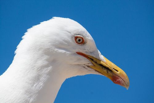 seagull bird seevogel