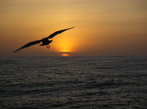 seagull silhouette flying