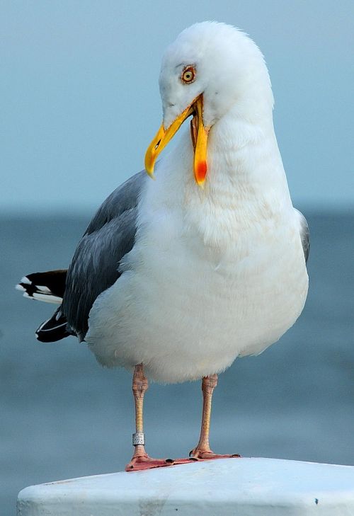 seagull sea rest