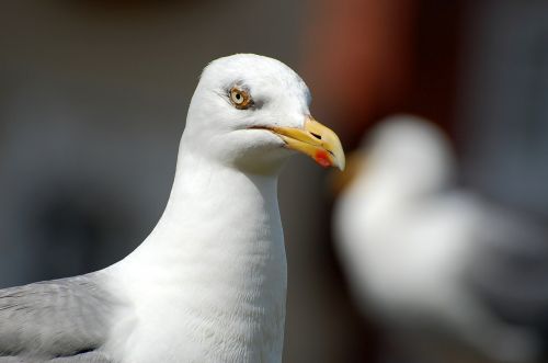 seagull bird view