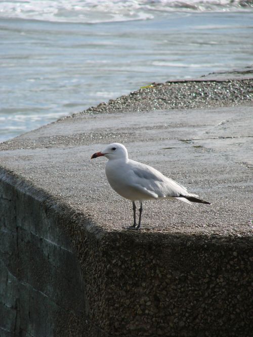 seagull port bird