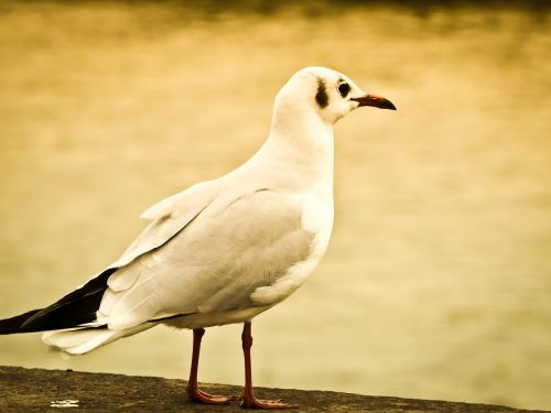 seagull bird animal