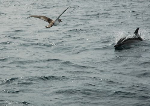 seagull dolphin ocean