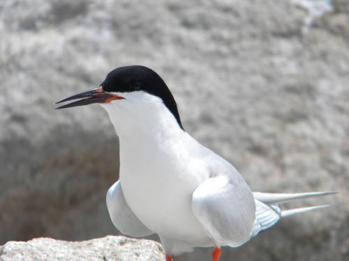 seagull bird standing