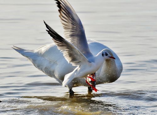 seagull swan water