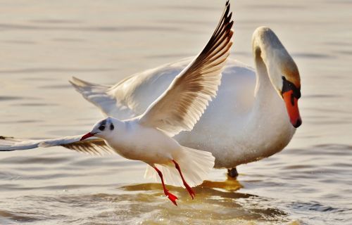 seagull swan water