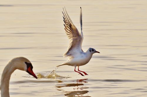 seagull swan water