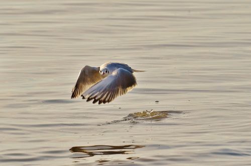 seagull water lake constance