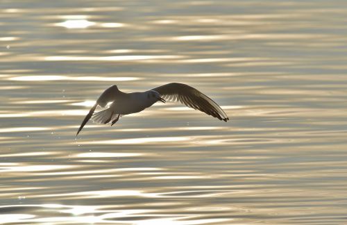 seagull dreamy water