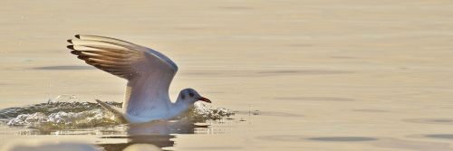 seagull water lake constance